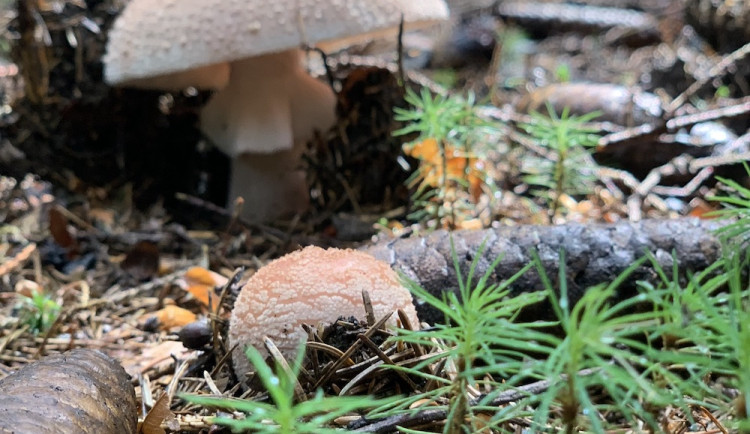 Po deštích se v Česku bude dařit houbám. Nejvíc porostou na horách