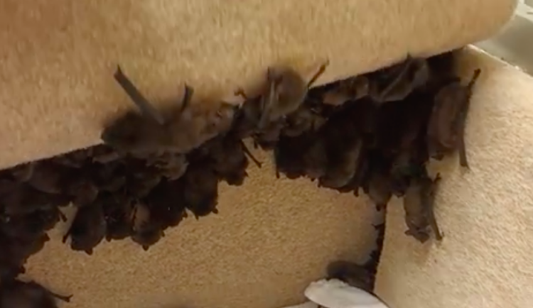 Pracovníci záchranné stanice Archa odchytili 408 netopýrů v liberecké nemocnici