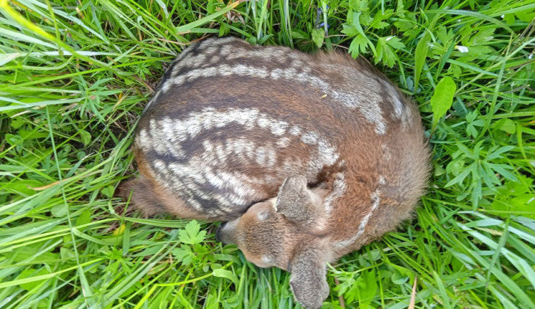 Skupina nadšenců z Krkonoš shání peníze na dron s termovizí. Chce ho použít na záchranu zvířat