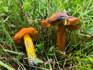 BLOG: Voskovka kuželovitá, barevně pěkná houba, která později téměř zčerná