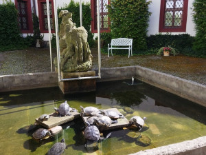 Z muzea v České Lípě návštěvník ukradl živou želvu, na vrácení má dva týdny