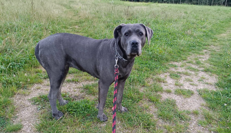 Policisté pátrají po majiteli feny. Tu našli v lesích na Ještědu