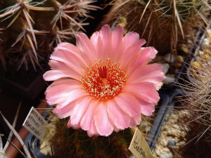 Zajděte na výstavu kaktusů. Do botanické se vrací po dvaceti letech