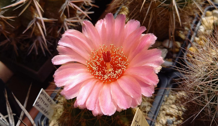 Botanickou zahradu v Liberci ovládnou kaktusy a sukulenty.