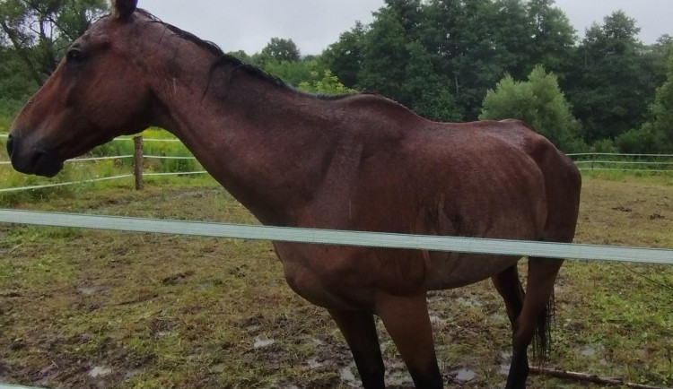 Jeden z týraných koní.