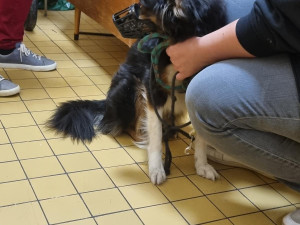 V Jablonci kontrolovali ubytovny. Společně je prověřili policisté, strážníci, hasiči, hygienici i veterináři