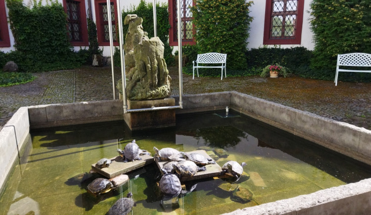 Muzeum v České Lípě má zpátky ukradenou živou vodní želvu
