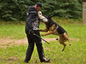 Psovodi se svými parťáky soutěžili v Pavlovicích O liberecký pohár
