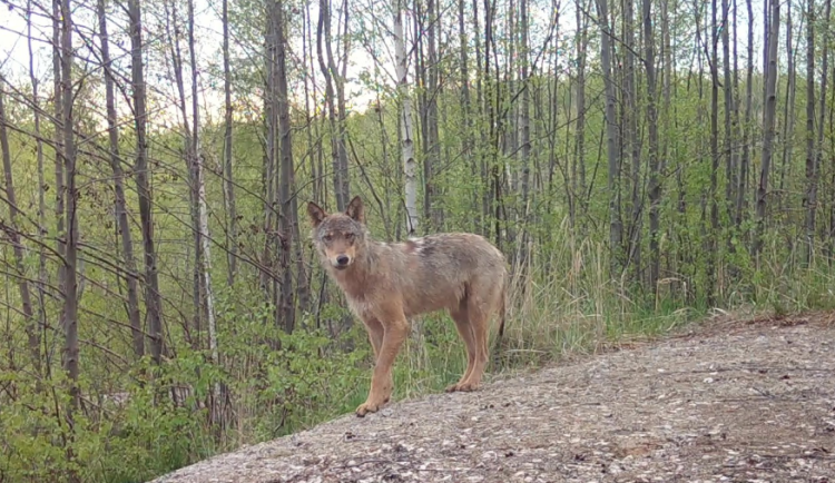 Vlčata na Frýdlantsku.