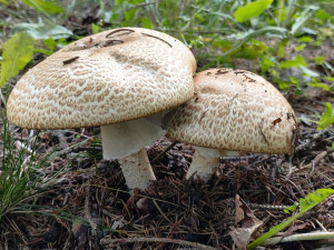 BLOG: Pečárka císařská, dobře poznatelná a jedlá houba