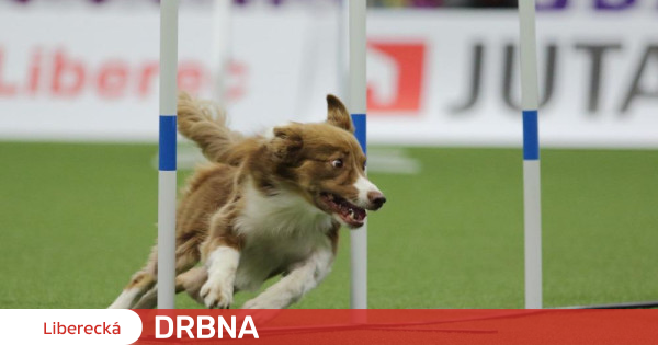 Die Agility-Meisterschaft hat die ersten Weltmeister.  Der Rest wird dieses Wochenende entschieden. Geschäft |  Nachrichten |  Liberecka Drbna