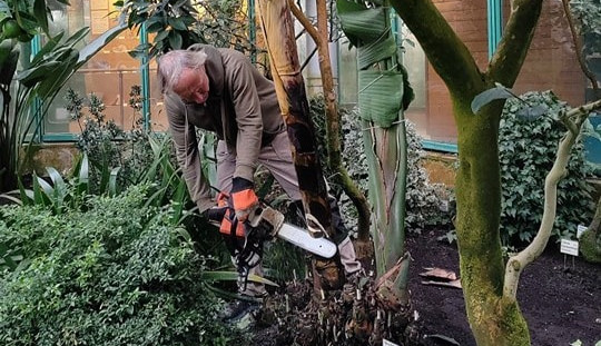 V liberecké botanické zahradě pokáceli sedmimetrovou strelícii