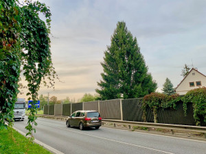 Liberec už vybral vánoční strom. Smrk ze zahrady v ulici České mládeže se na náměstí přestěhuje za měsíc