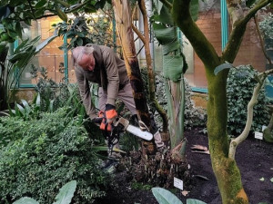 V liberecké botanické zahradě pokáceli sedmimetrovou strelícii