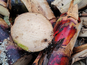 V liberecké botanické zahradě pokáceli sedmimetrovou strelícii