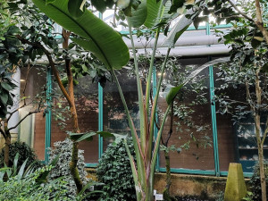 V liberecké botanické zahradě pokáceli sedmimetrovou strelícii