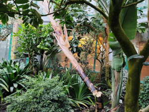 V liberecké botanické zahradě pokáceli sedmimetrovou strelícii