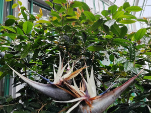 V liberecké botanické zahradě pokáceli sedmimetrovou strelícii