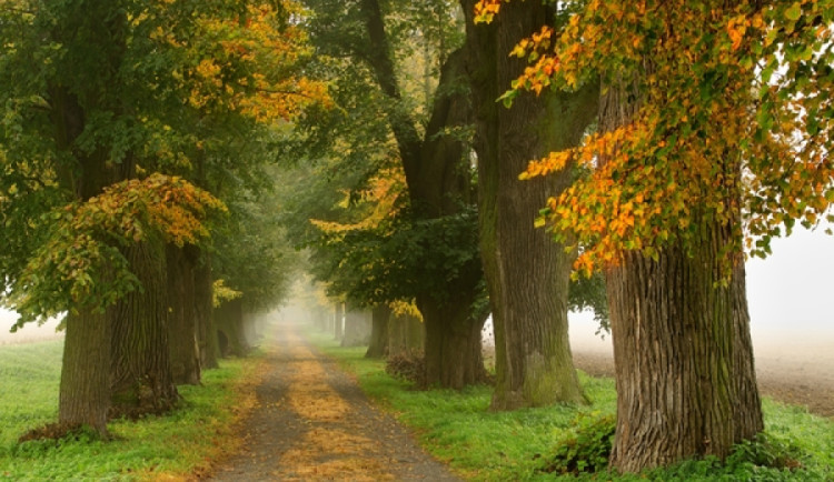 Alej roku je tradiční soutěž.