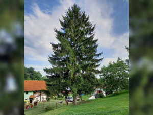 Vánoční strom pro Staromák je z Libereckého kraje. Majitel se bojí, že mu spadne na chalupu