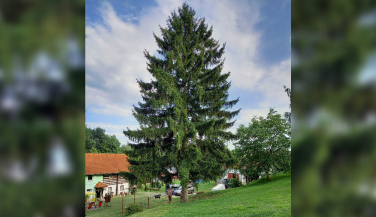 Vánoční strom pro Staromák je z Libereckého kraje. Majitel se bojí, že mu spadne na chalupu