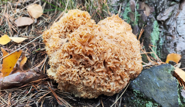BLOG: Kotrč kadeřavý, vyhledávaná jedlá houba