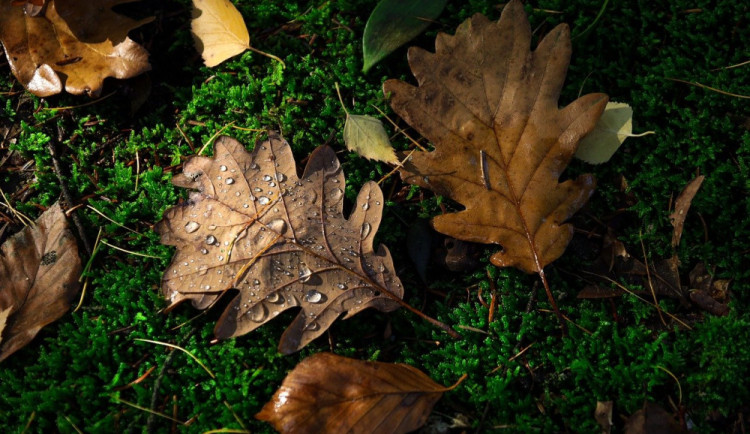 V týdnu naměříme kolem 15 stupňů. Přidají se přeháňky nebo déšť