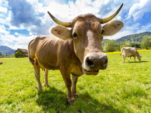 Kraj poprvé v historii prodává v aukci krávy. Zájemci stále mohou přihodit
