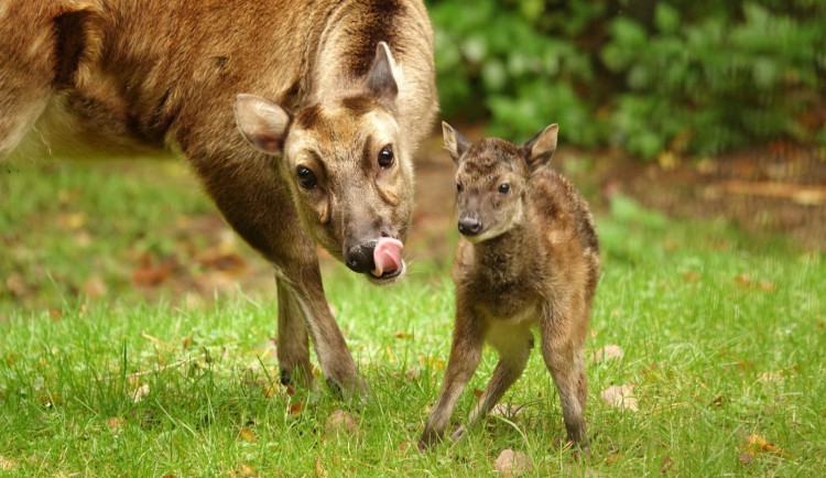 V liberecké zoo se radují. Narodil se zde vzácný jelínek sambar skvrnitý