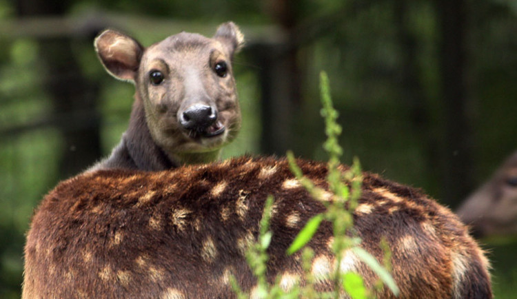 Nejohroženější kopytník na světě, sambar skvrnitý, se narodil v liberecké zoo