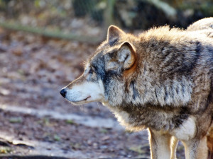 Liberecký kraj chystá vyhlášku, jež má v krajním případě umožnit odstřel vlků