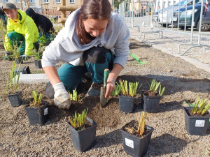 Oprava náměstí v Novém Městě spěje k závěru. Rozsvítí ho tisíce květů