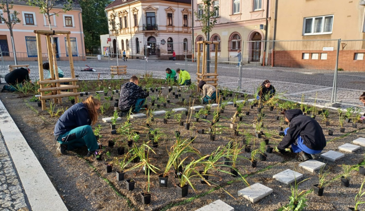 Výsadba na náměstí v Novém Městě pod Smrkem.