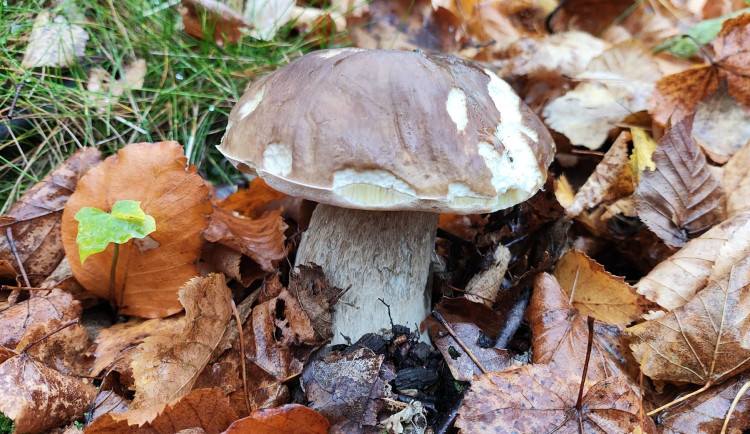 BLOG: Hřib smrkový, houba, která má mezi houbaři výsostné postavení