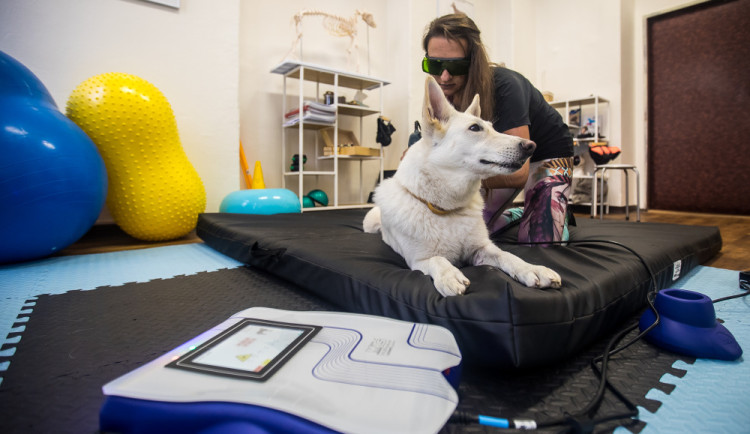 Nemůžeme psy chovat v bublinkové fólii, říká fyzioterapeutka