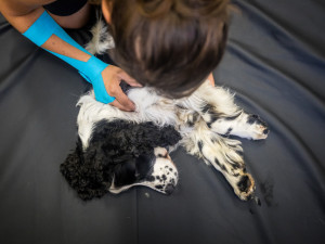 Nemůžeme psy chovat v bublinkové fólii, říká fyzioterapeutka