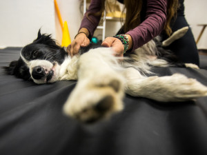 Nemůžeme psy chovat v bublinkové fólii, říká fyzioterapeutka