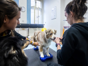 Nemůžeme psy chovat v bublinkové fólii, říká fyzioterapeutka