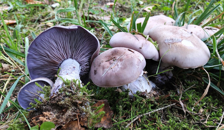 BLOG: Čirůvka fialová, nezaměnitelná jedlá houba