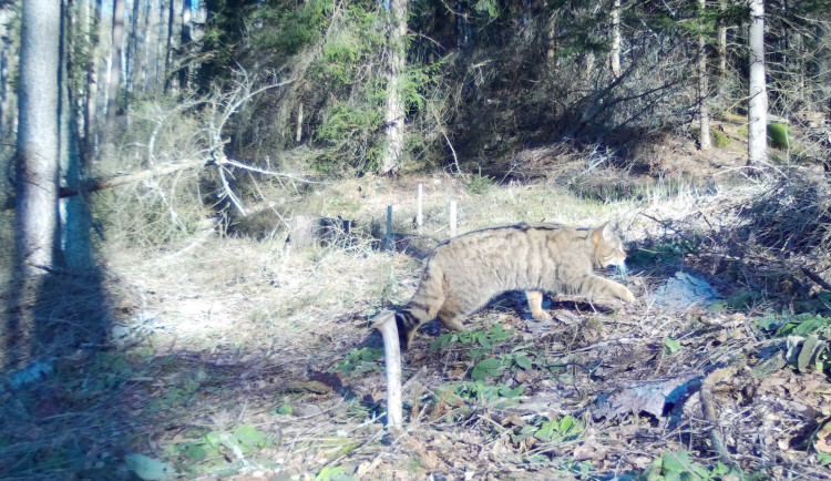 Kočka s typickými znaky kočky divoké zachycená fotopastí v NP České Švýcarsko.