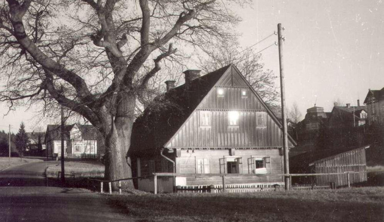 Historická fotografie dubu ve Mšeně.