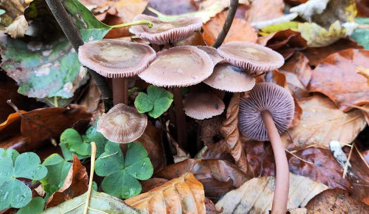 BLOG: Helmovka dvojvonná, vzácnější podzimní houba