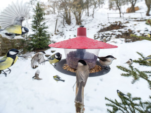 Přikrmování ptáků v zimě má svá pravidla. Zjistěte, kdo k vám létá