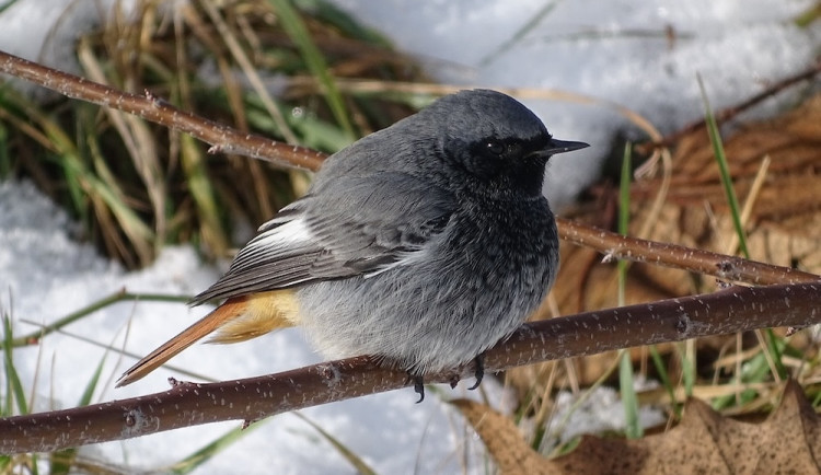 Ptákem roku 2024 v Česku je rehek domácí. Říká se mu také kominíček