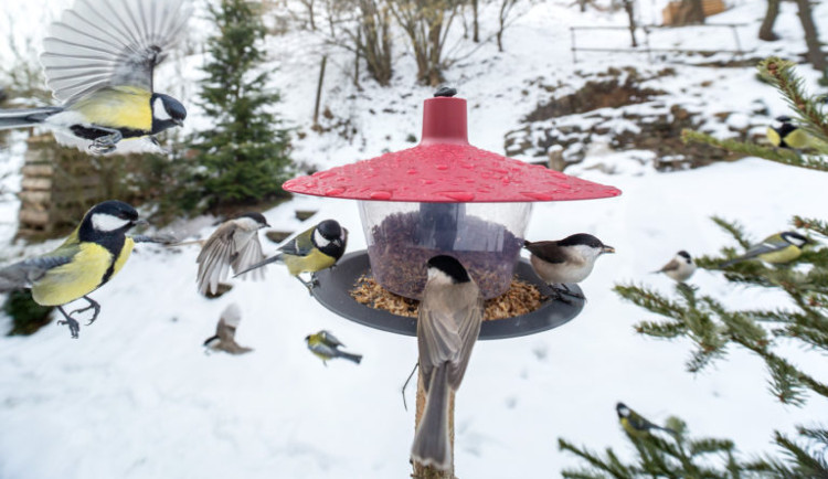 Krmení ptáků v zimních měsících.