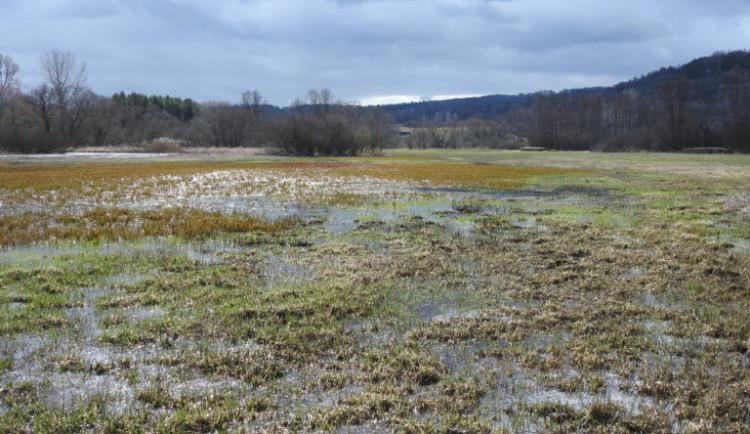 S údržbou ptačího parku Mnišské louky u České Lípy pomohou divocí poníci