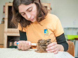 Záchranné stanice jsou přeplněné. Přijaly rekordní počet zvířat