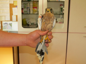 Záchranné stanice jsou přeplněné. Přijaly rekordní počet zvířat