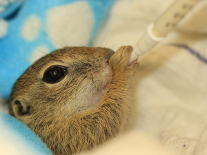 Záchranné stanice jsou přeplněné. Přijaly rekordní počet zvířat