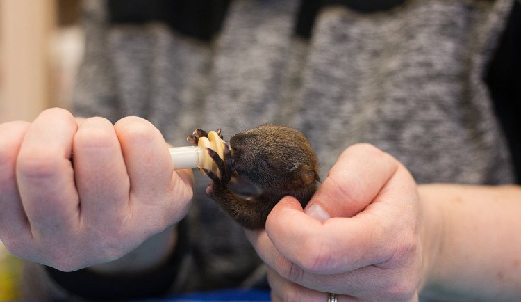 Krmení mláděte veverky.